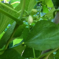 Bean close-up on flowers