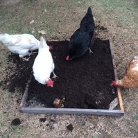 The girls help clean up the empty potato pot