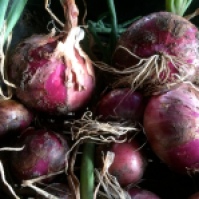 Recently harvested red (Spanish) onions