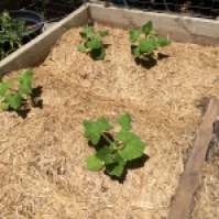 Newly planted butternut pumpkins