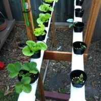 The NFT rails with strawberries and baby brocolli