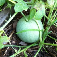 Success in growing watermelons and butternut pumpkins :)