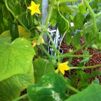Lebanese cucumbers have taken off in the grow beds