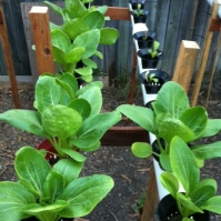 Bok Choy is doing exceptionally well