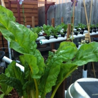 Chard loves the grow beds (NFT rails in the background)