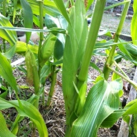 We are eating corn from the soil garden