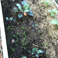 Red cabbage, purple broccoli and standard broccoli in the soil garden