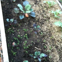 Red cabbage, purple broccoli and standard broccoli in the soil garden