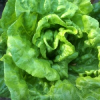 Butter lettuces have a heart!