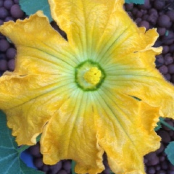 Is there anything more beauteous than a zucchini flower?