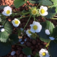 Strawberries in flower and fruit!