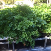 The parsley patch—so much growth!
