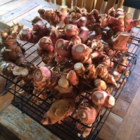 Galangal all dug up, washed and now on drying racks...we will NEVER use this amount, so will have to find homes for it.