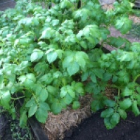 One of the four or five patches of potatoes: I think this patch is the Dutch Creams