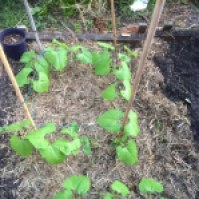 Green beans starting to climb