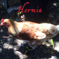 Hermia: Farmyard