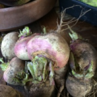Our first ever crop of turnips
