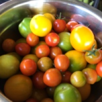 The cherry tomatoes continue to produce day after day