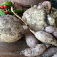 Sweet potatoes: the purple variety