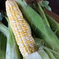 This corn is particularly sweet
