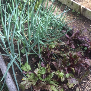 Spring onions and beetroot: the older generation in the soil