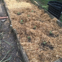 The brassicas bed