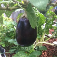 Eggplants in the aquaponics and still fruiting like crazy