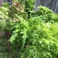 The current lettuce crop