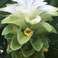 The beauty of the turmeric flower