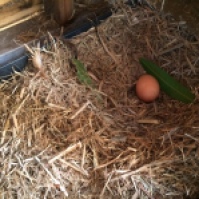Eggs in the shed