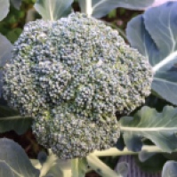 Our first broccoli